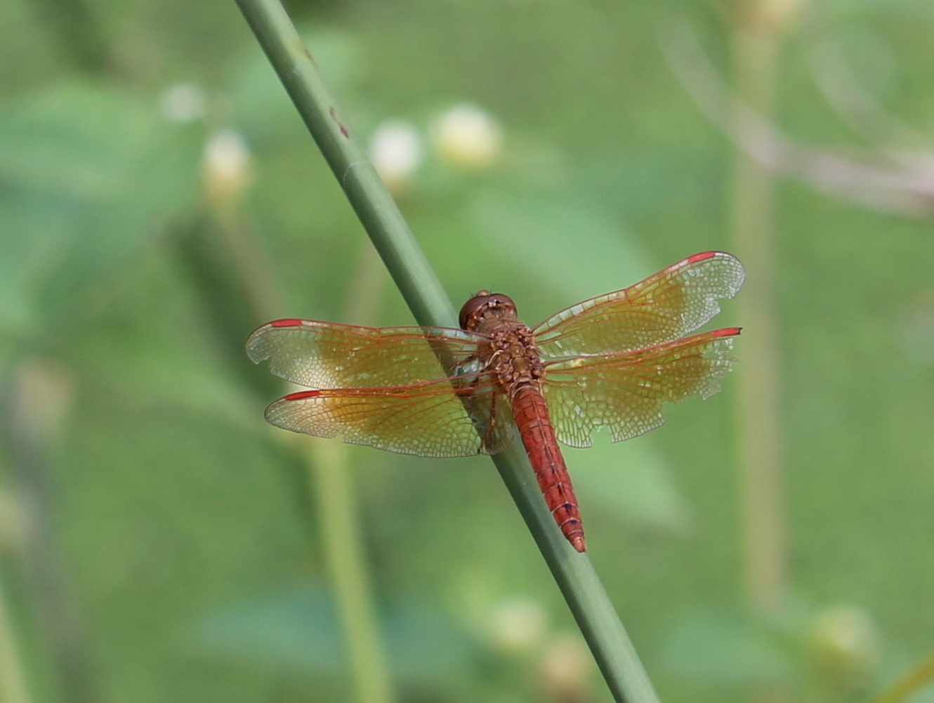Ditch Jewel