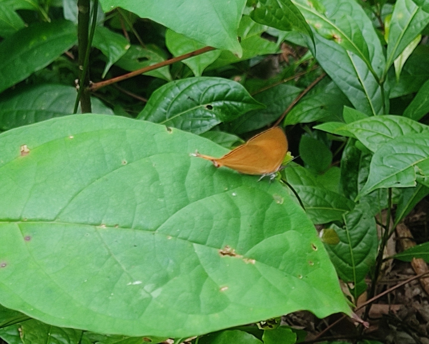 Yamfly