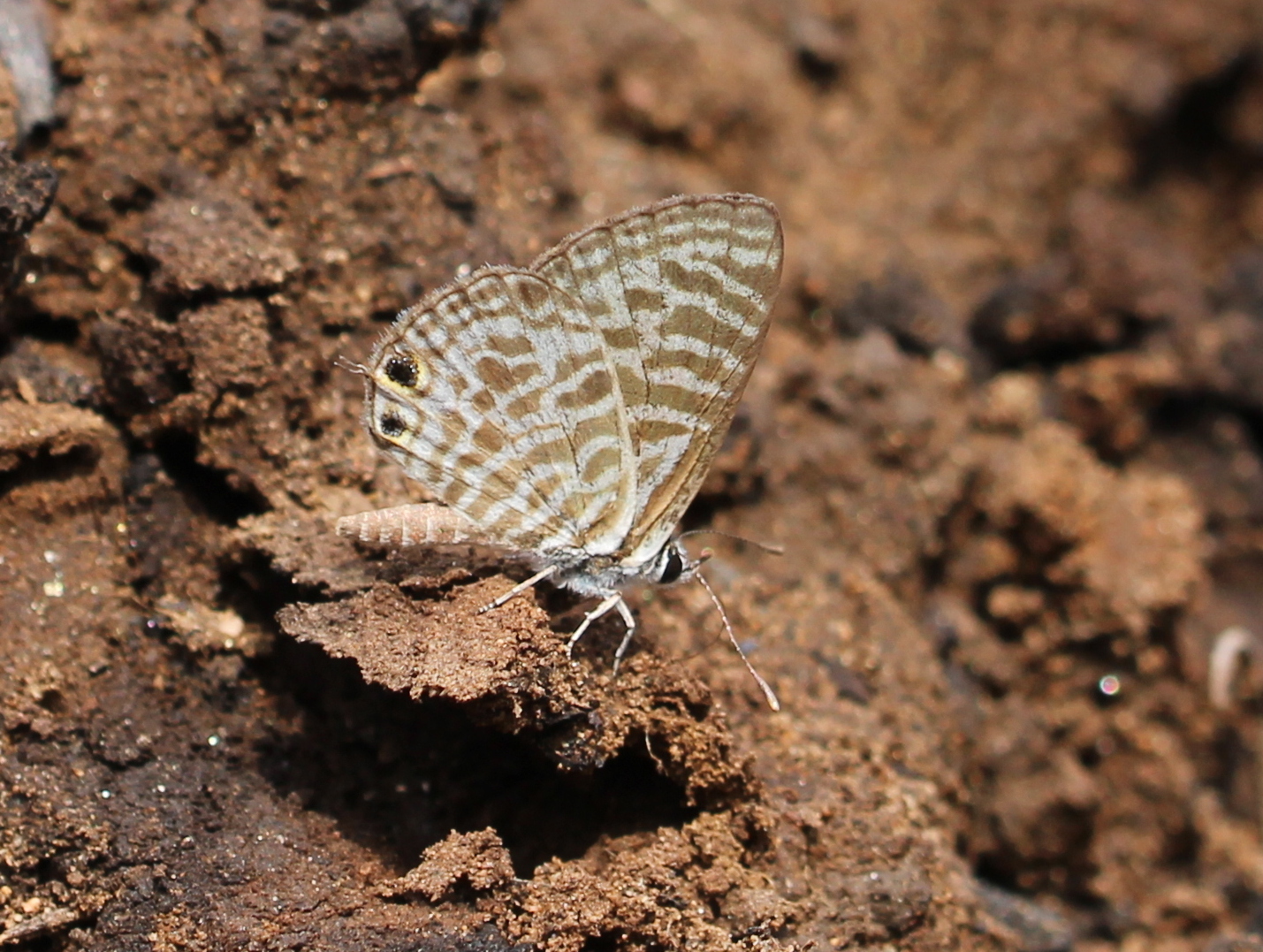 Zebra Blue