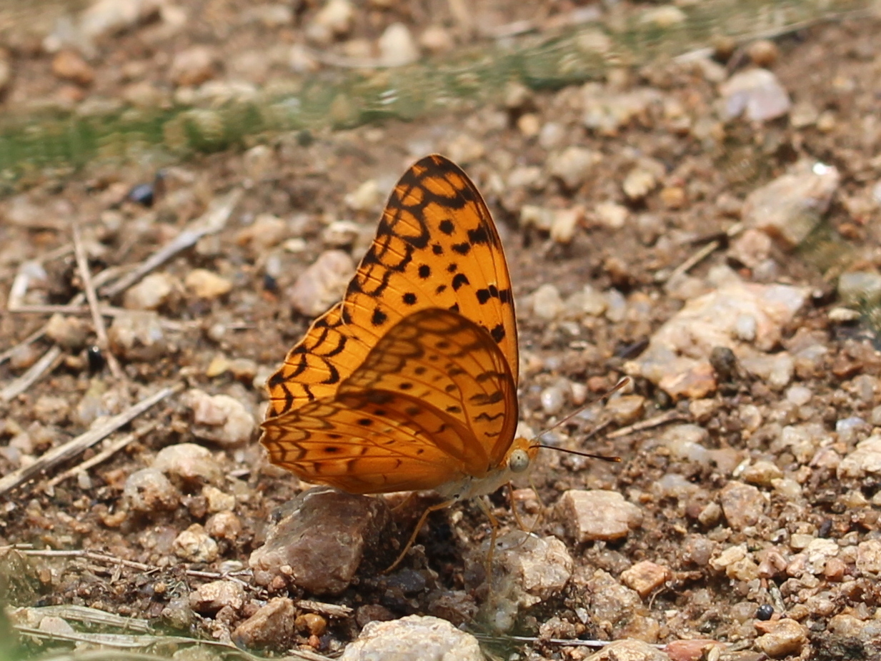 Common Leopard