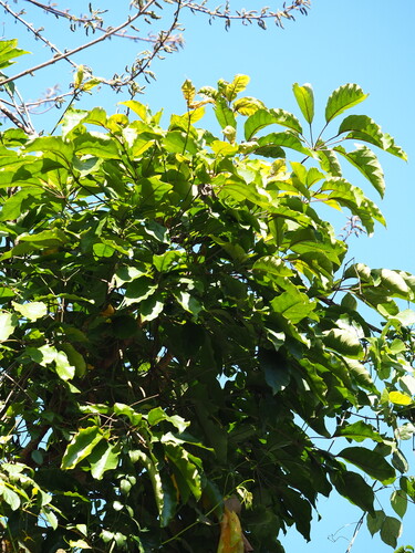 Heptapleurum heptaphyllum
