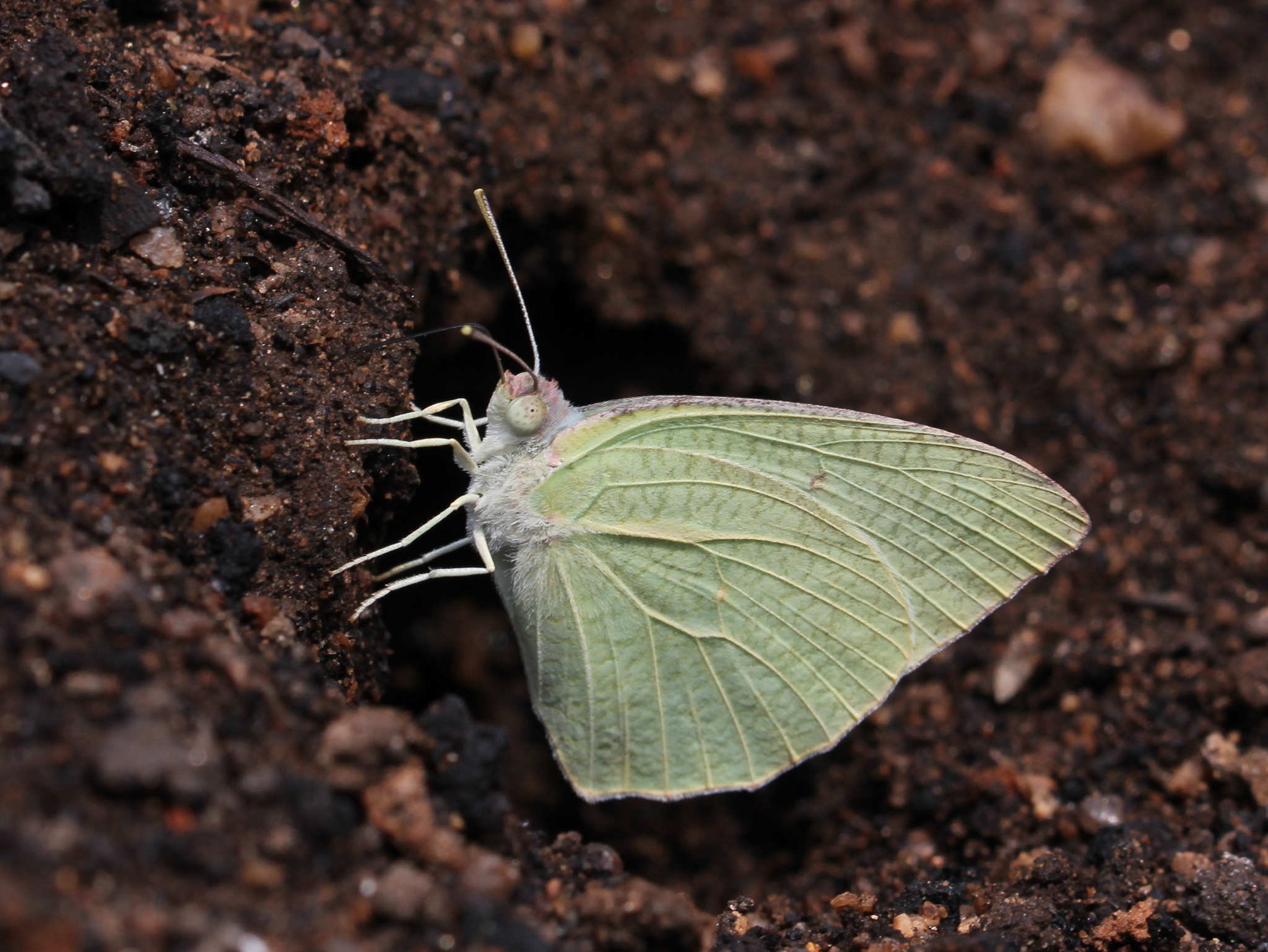 Mottled Emigrant