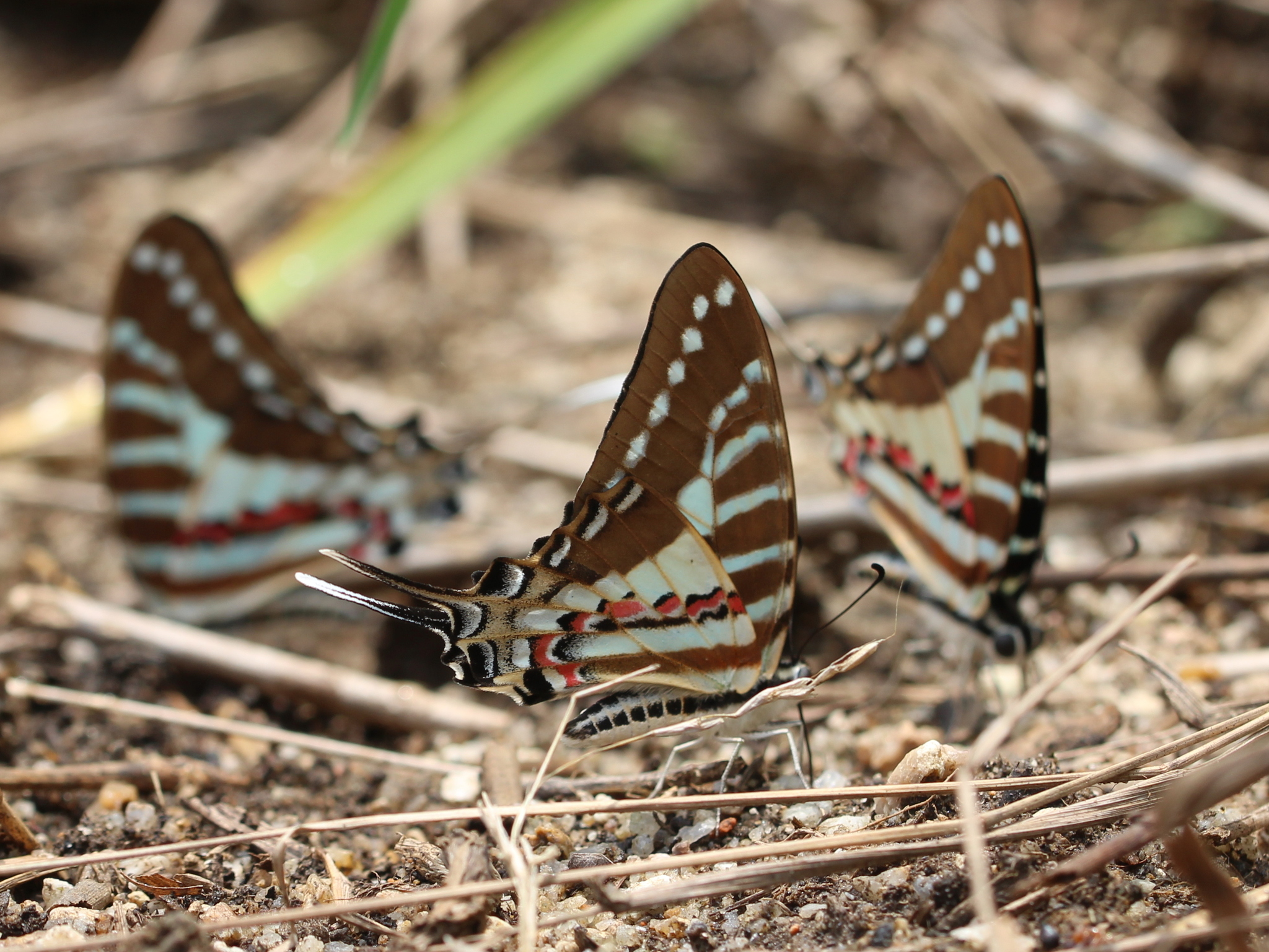 Spot Swordtail