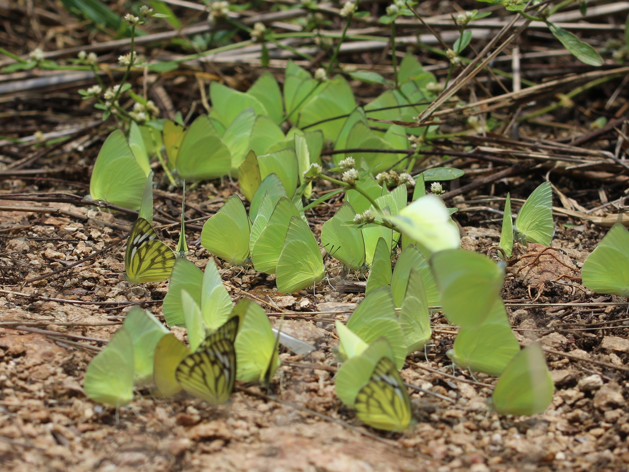 Lemon Emigrant