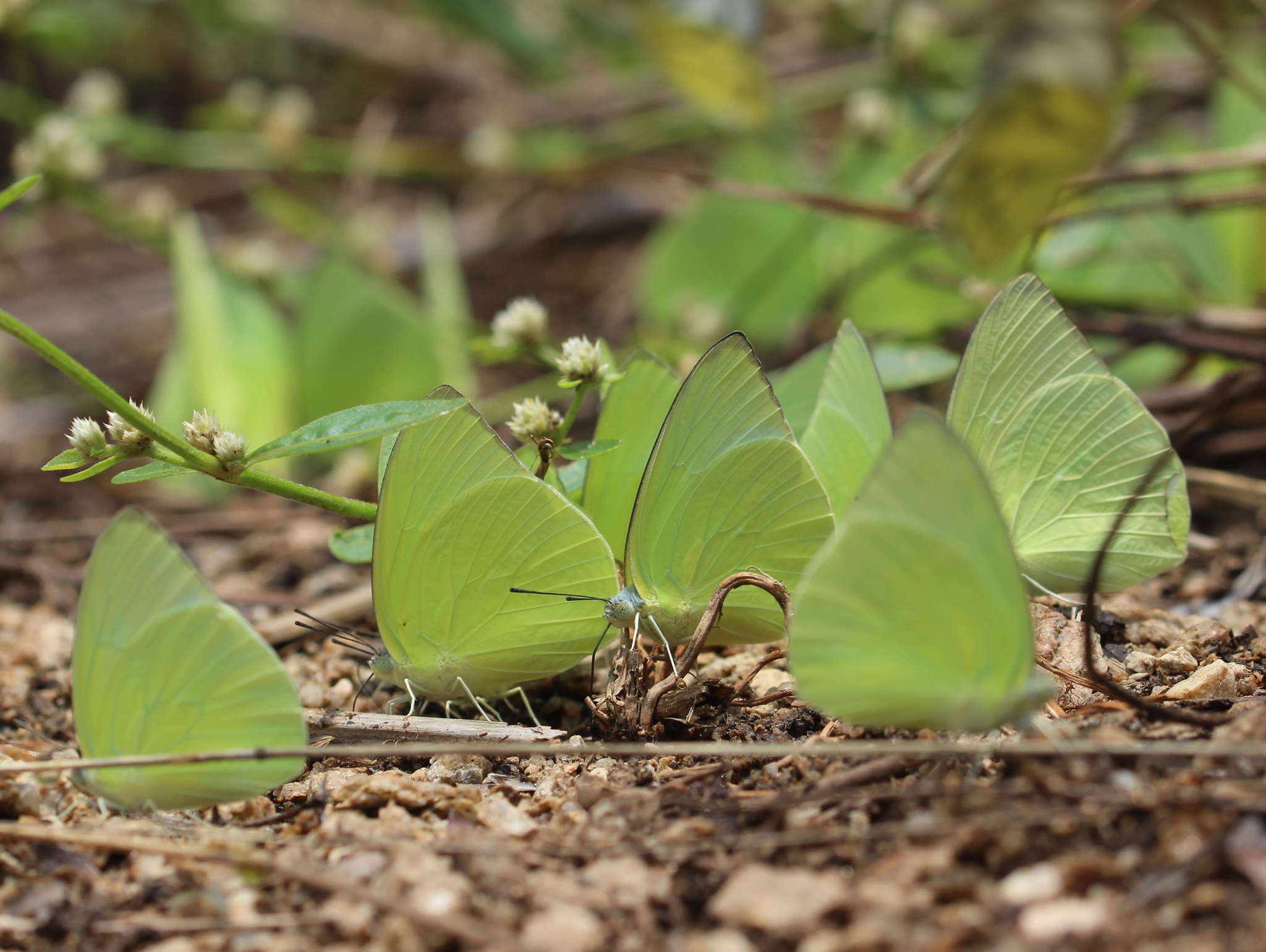Lemon Emigrant
