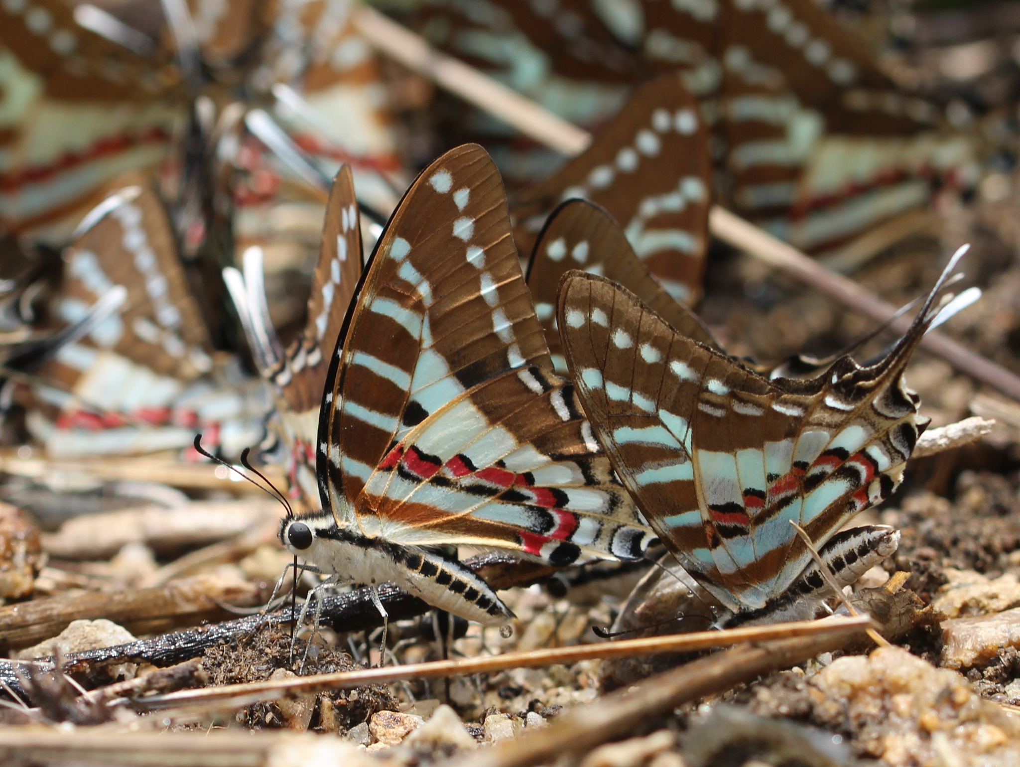 Spot Swordtail