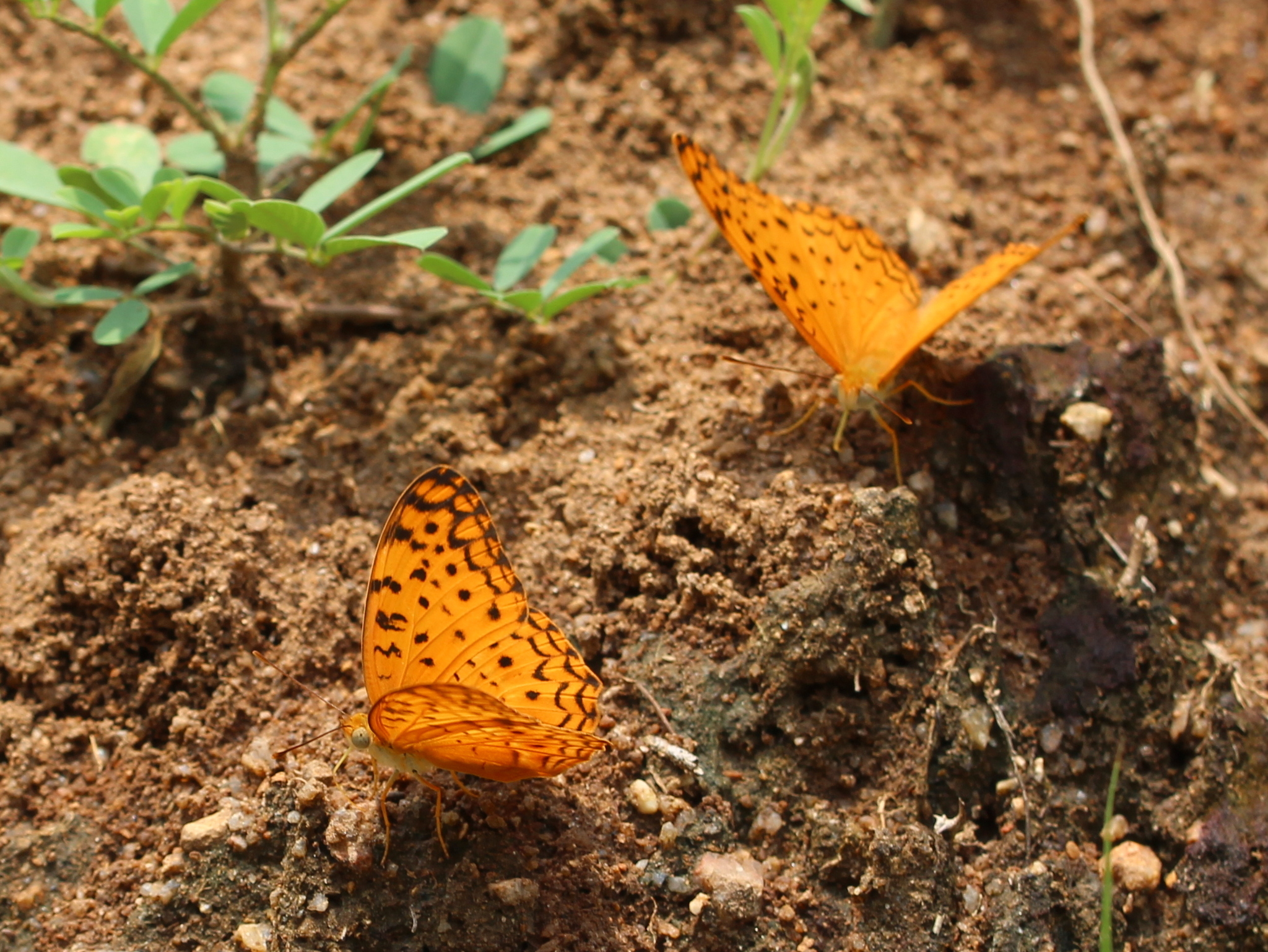 Common Leopard
