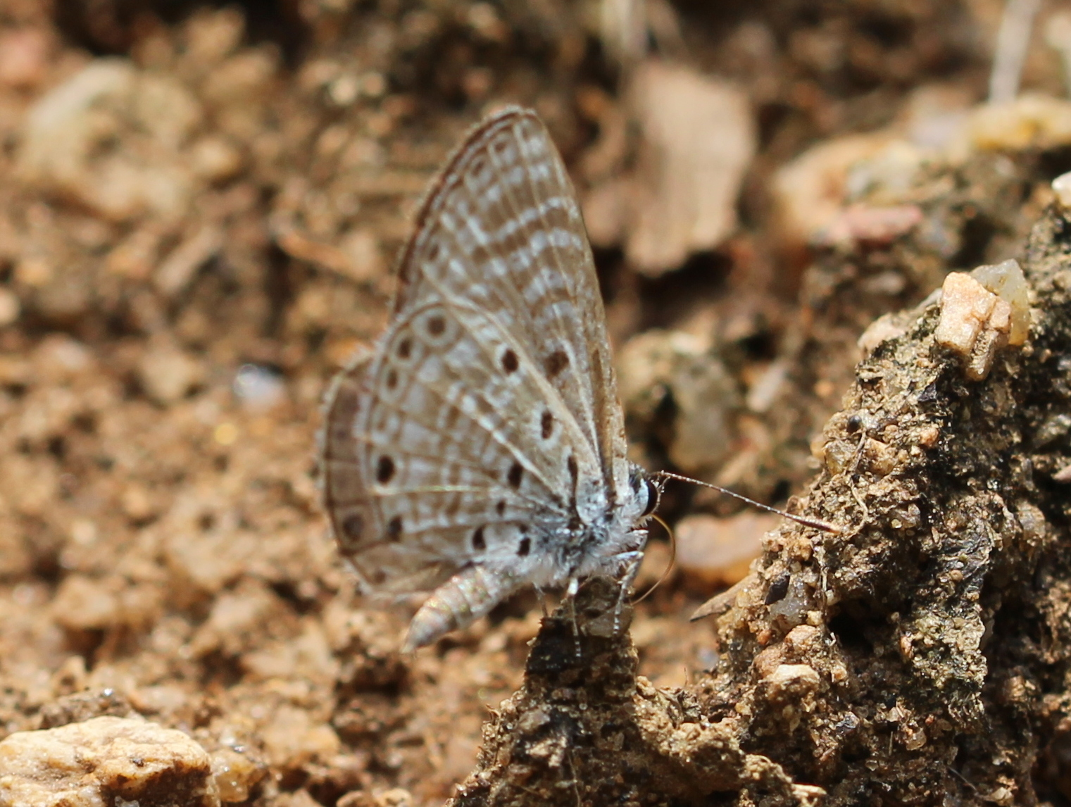 African Babul Blue