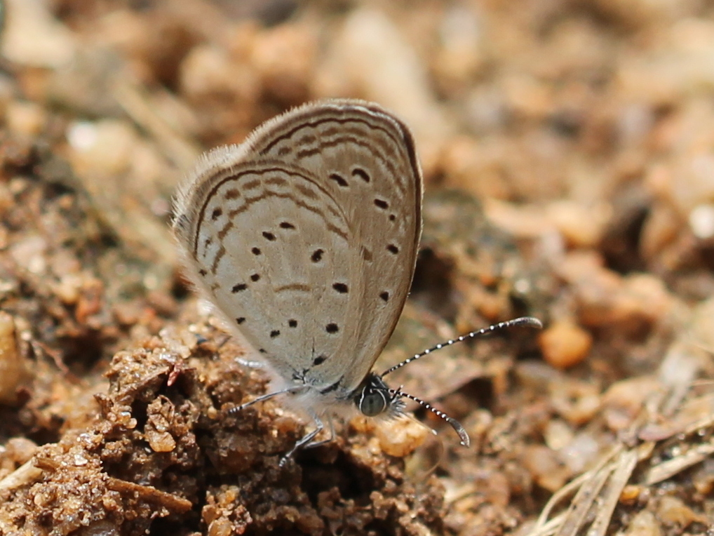 Tiny Grass Blue