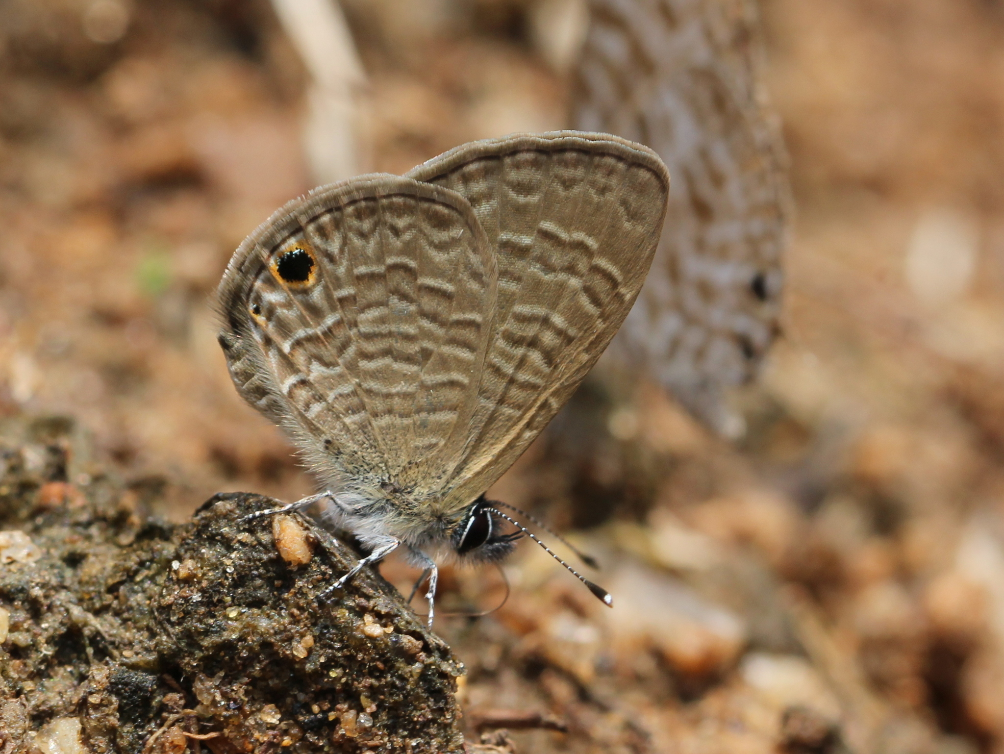 Tailless Lineblue