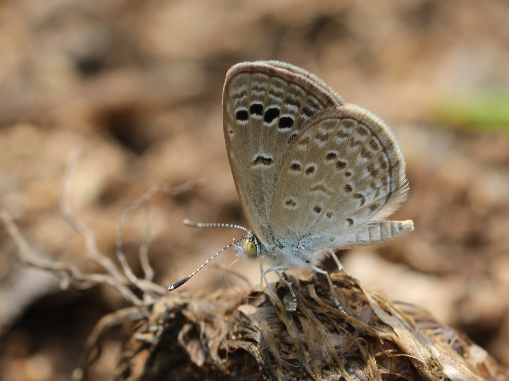 Lesser Grass Blue