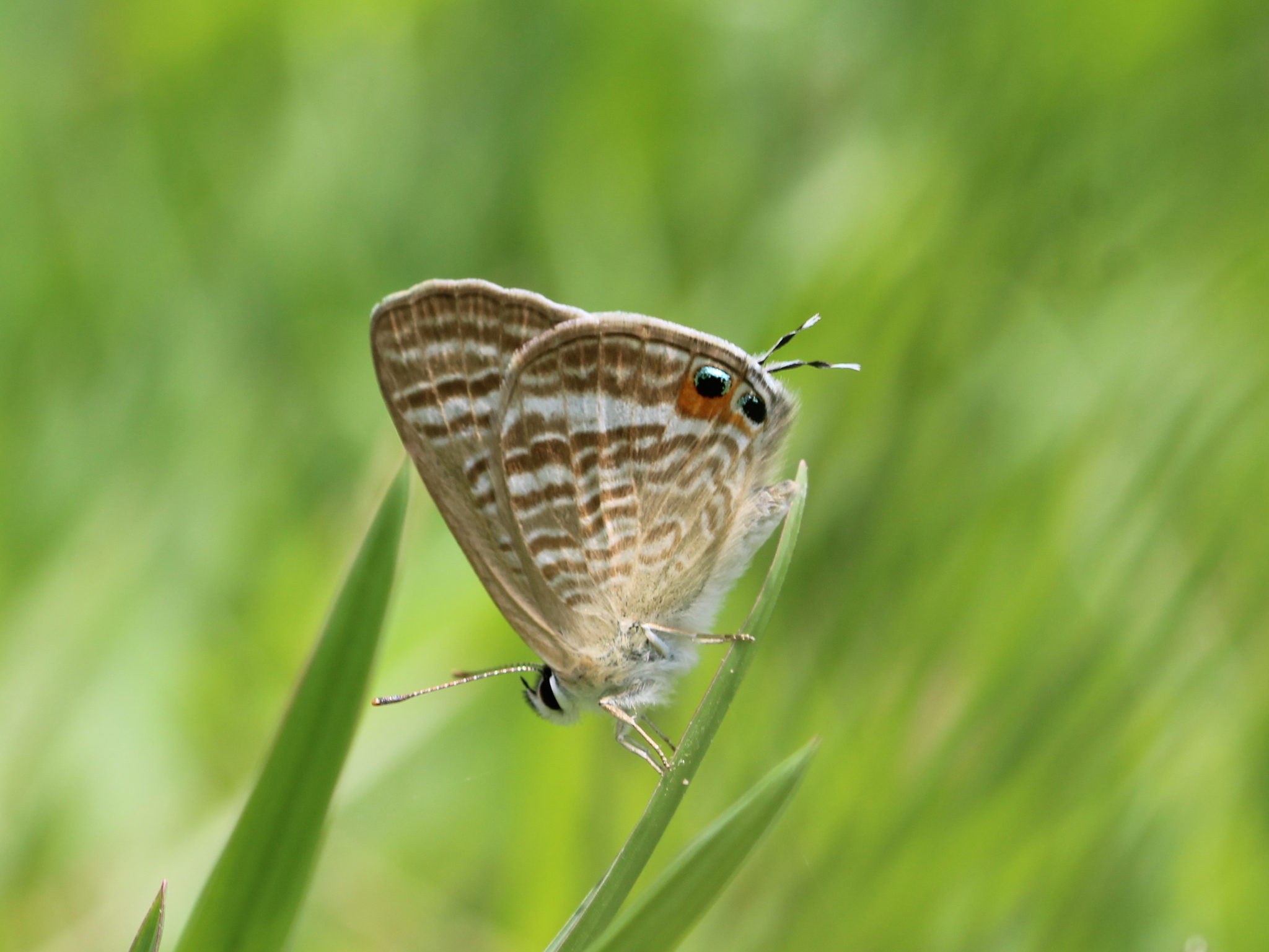 Pea Blue