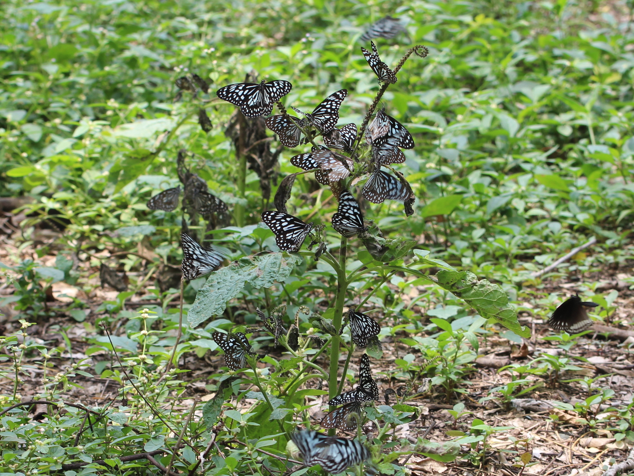 Dark Blue Tiger