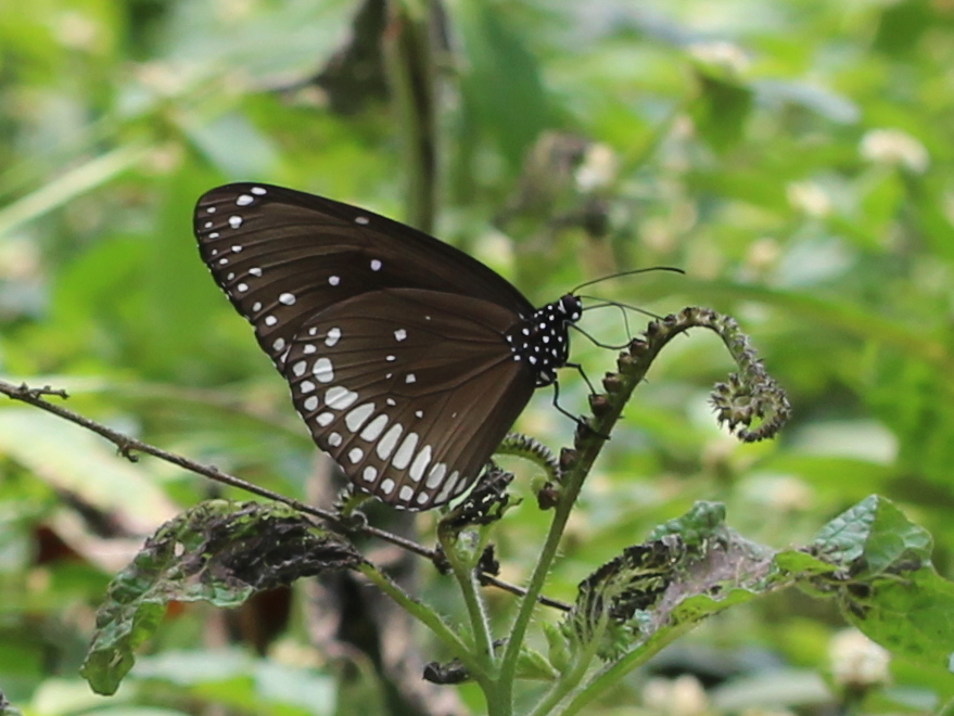 Common Crow