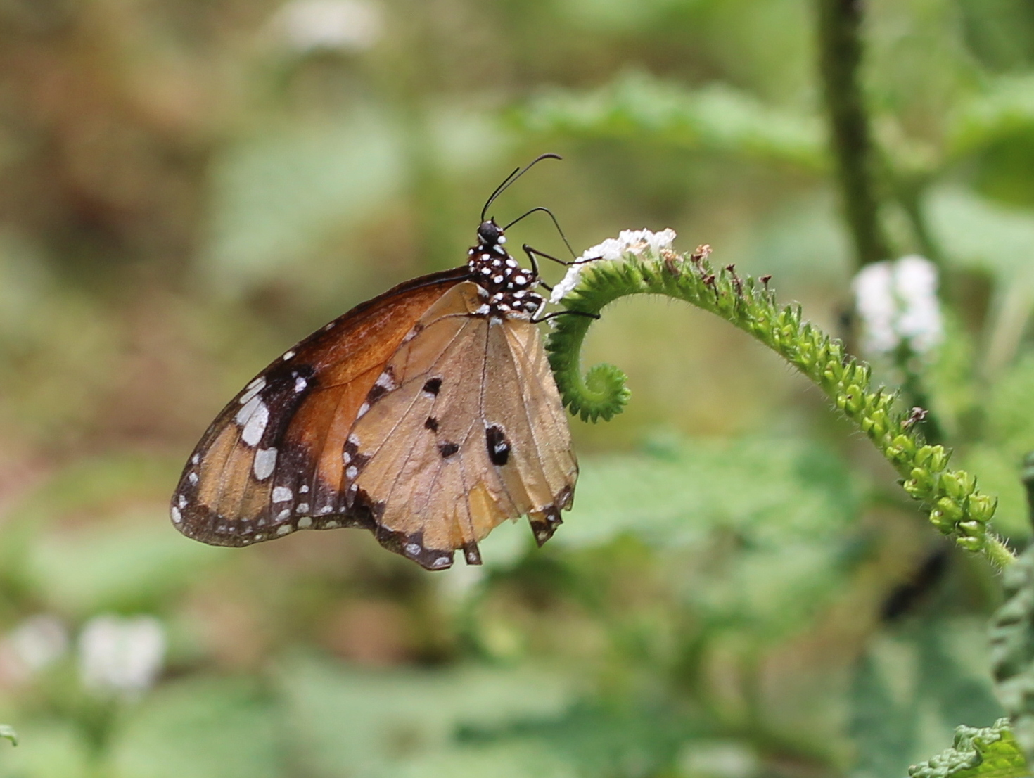 Plain Tiger