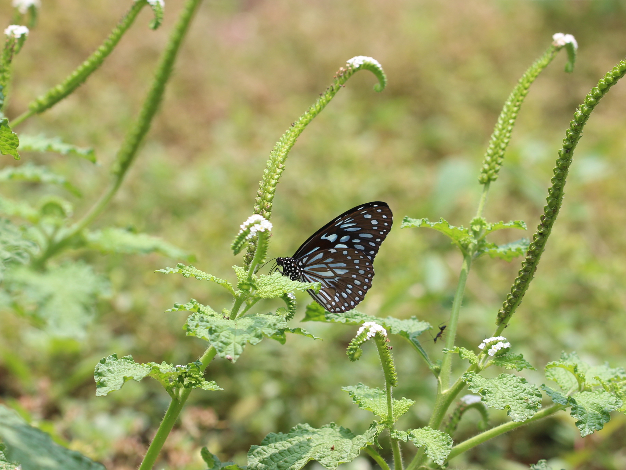 Dark Blue Tiger