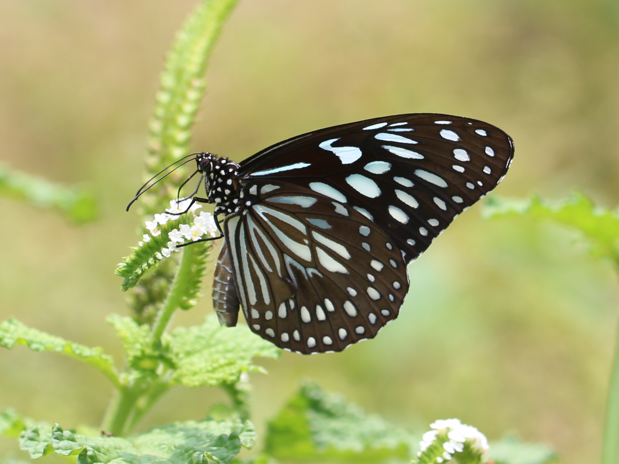 Dark Blue Tiger