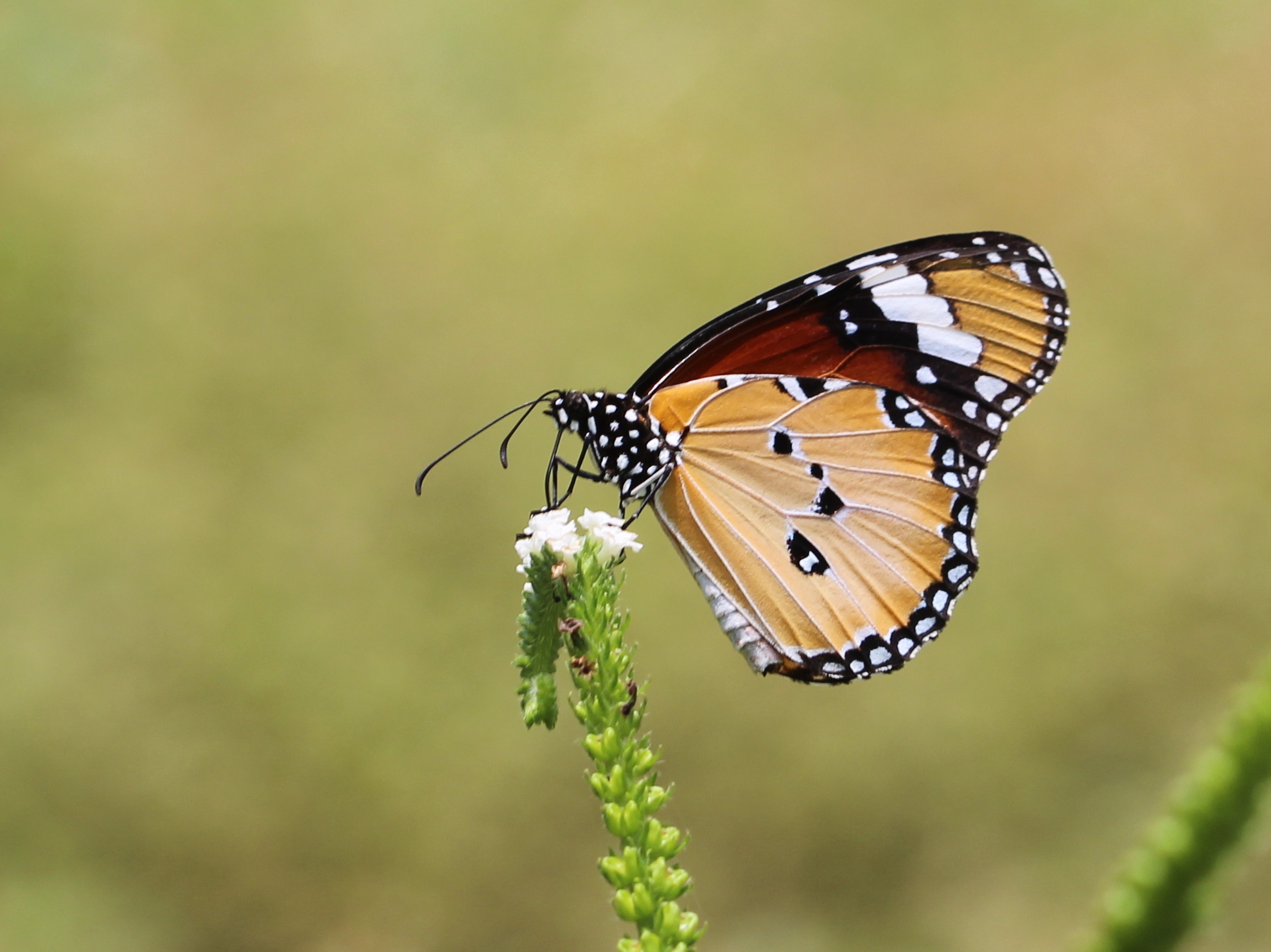 Plain Tiger