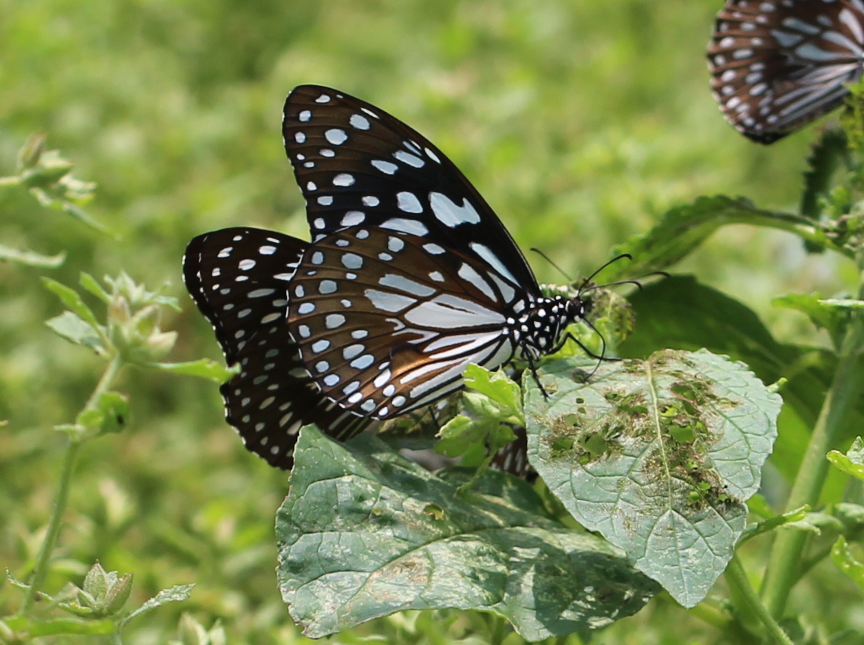 Blue Tiger