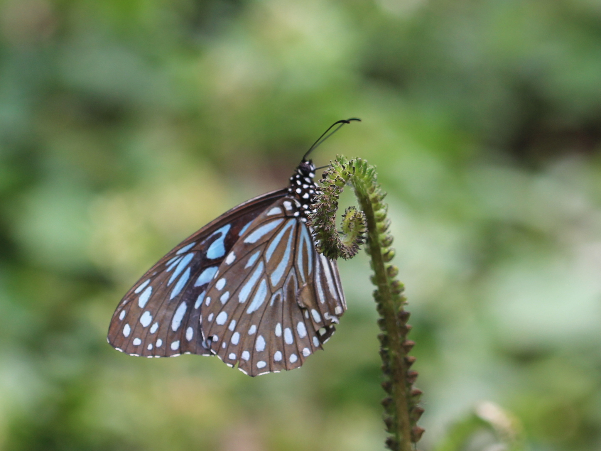 Dark Blue Tiger