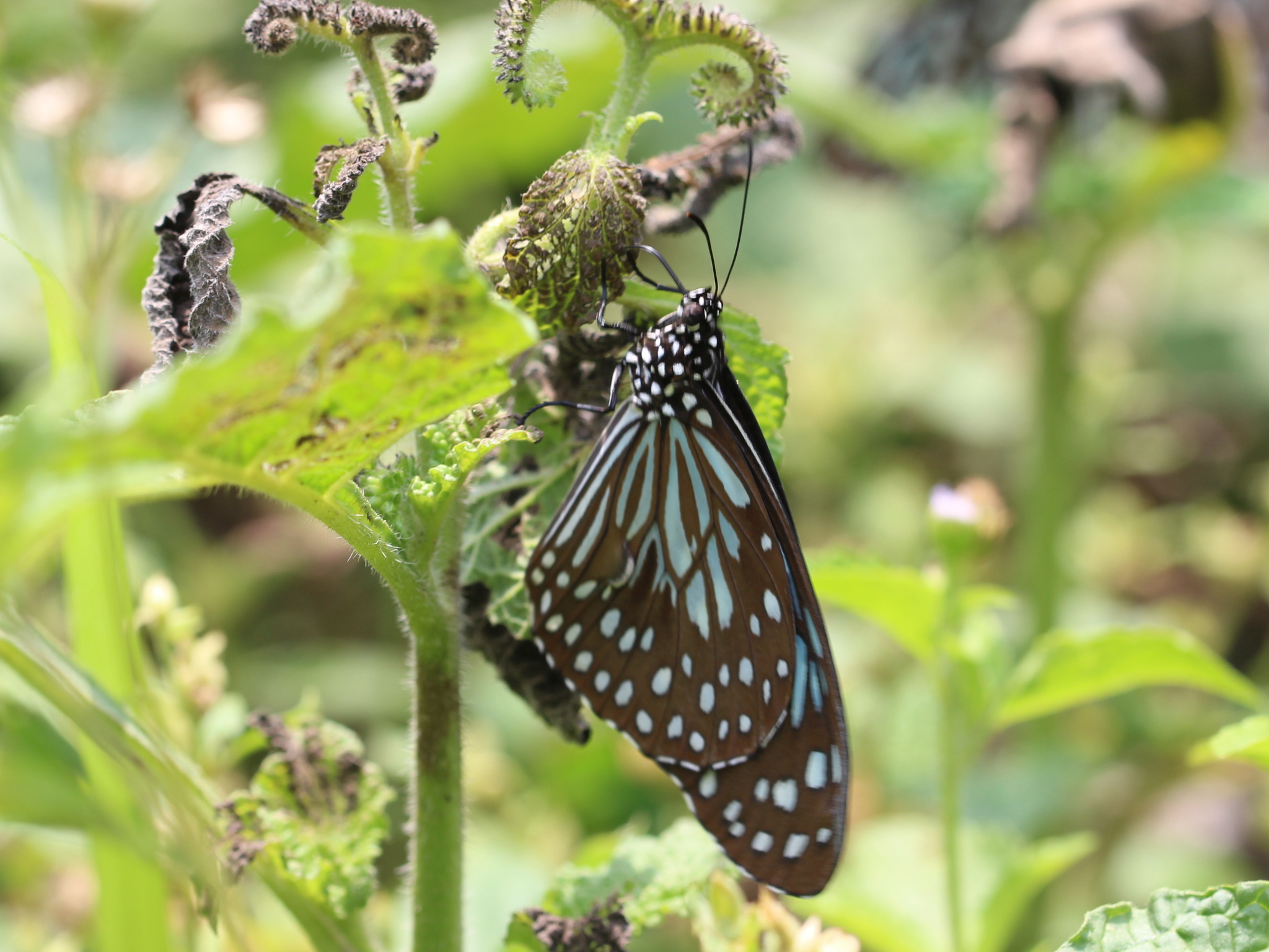 Dark Blue Tiger