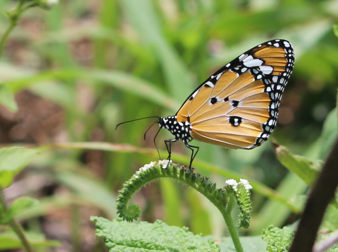 Plain Tiger