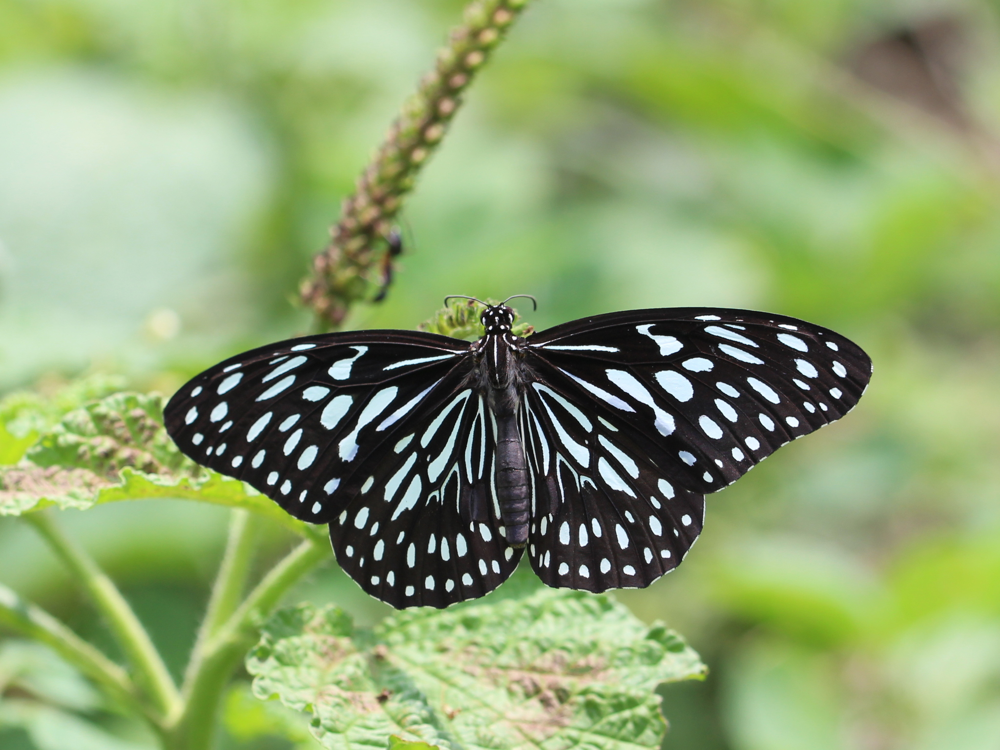 Dark Blue Tiger