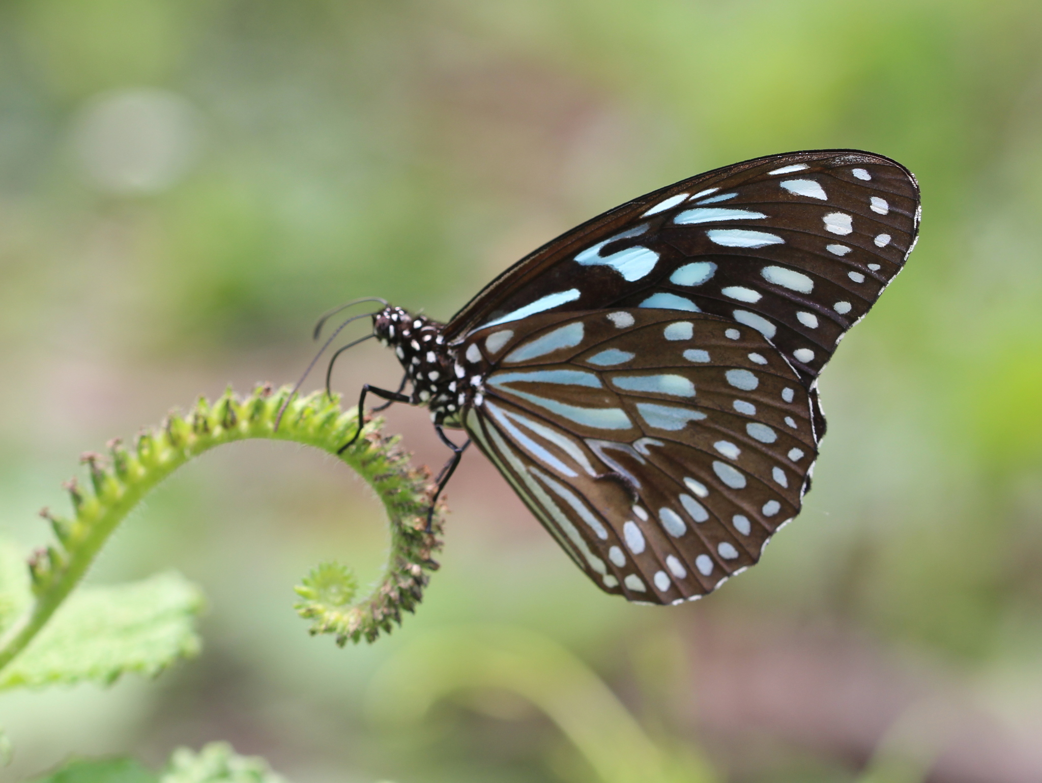 Dark Blue Tiger