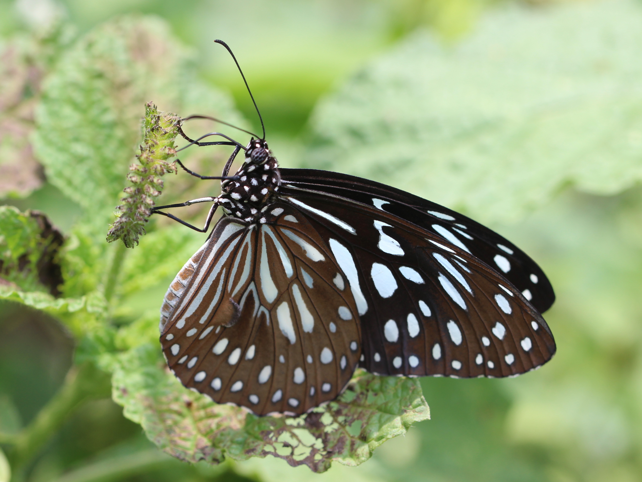 Dark Blue Tiger