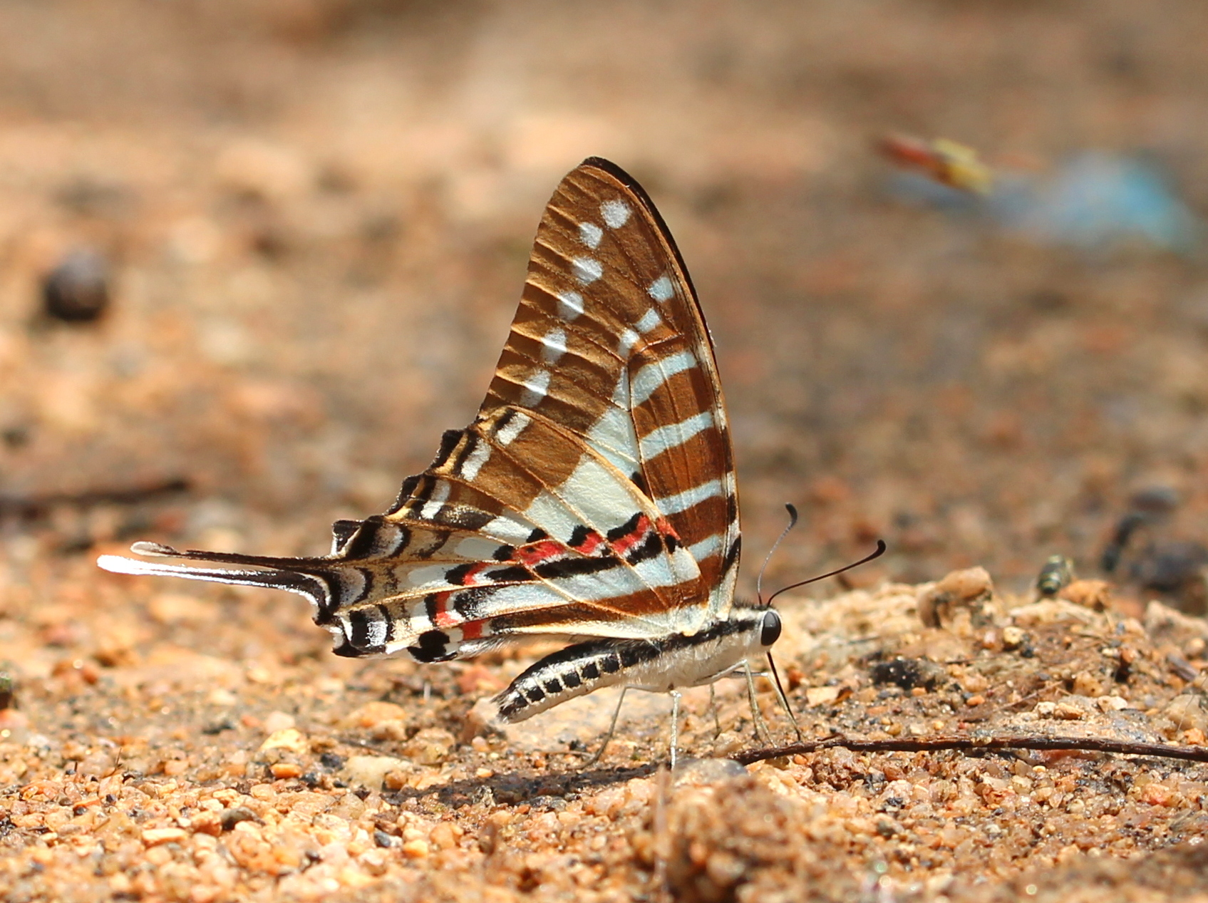 Spot Swordtail