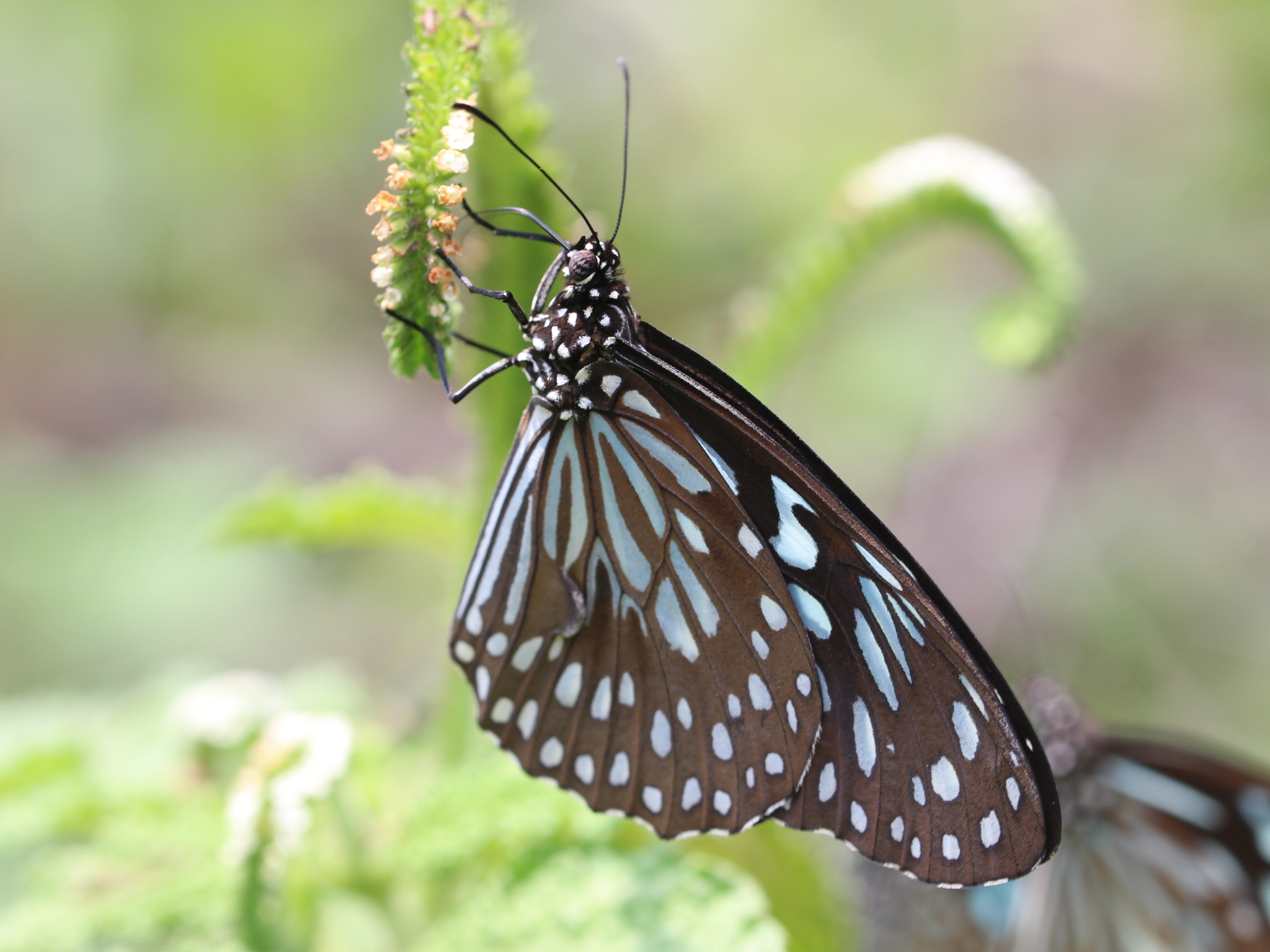 Dark Blue Tiger