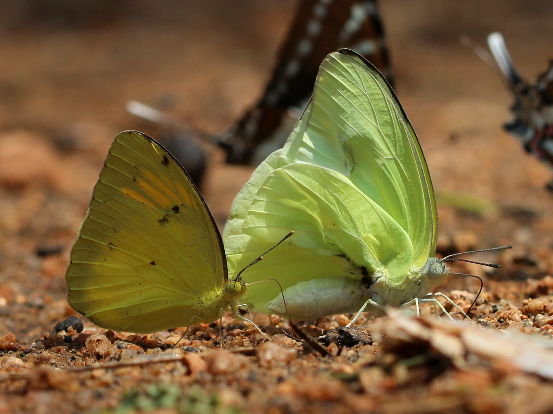 Yellow Orange-Tip