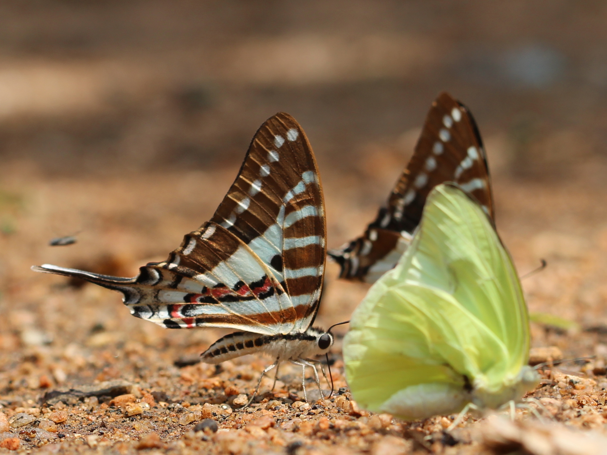 Spot Swordtail