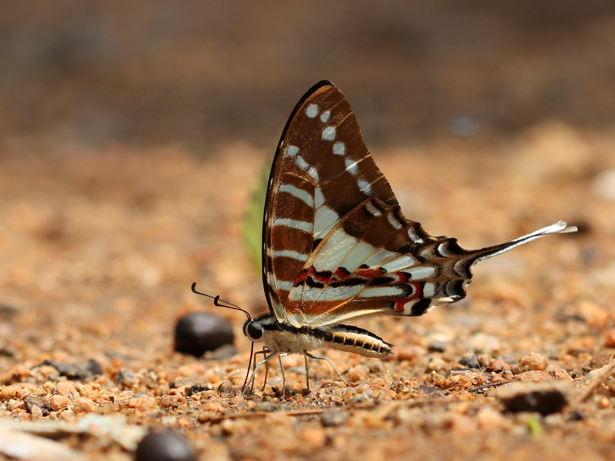 Spot Swordtail