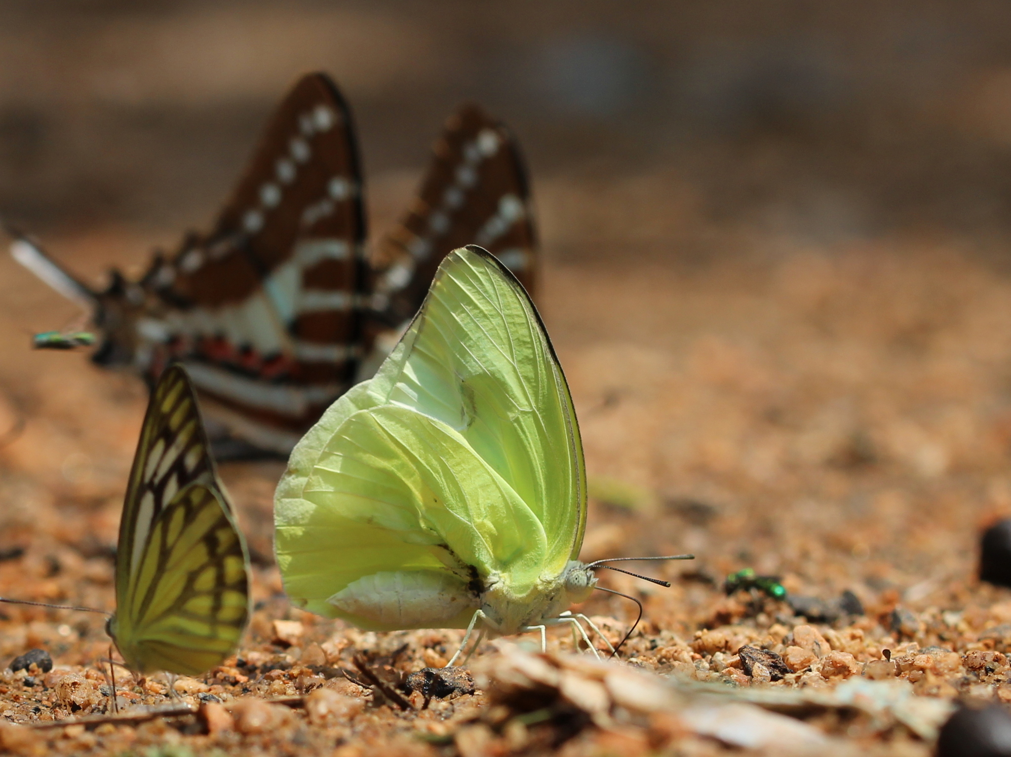 Lemon Emigrant