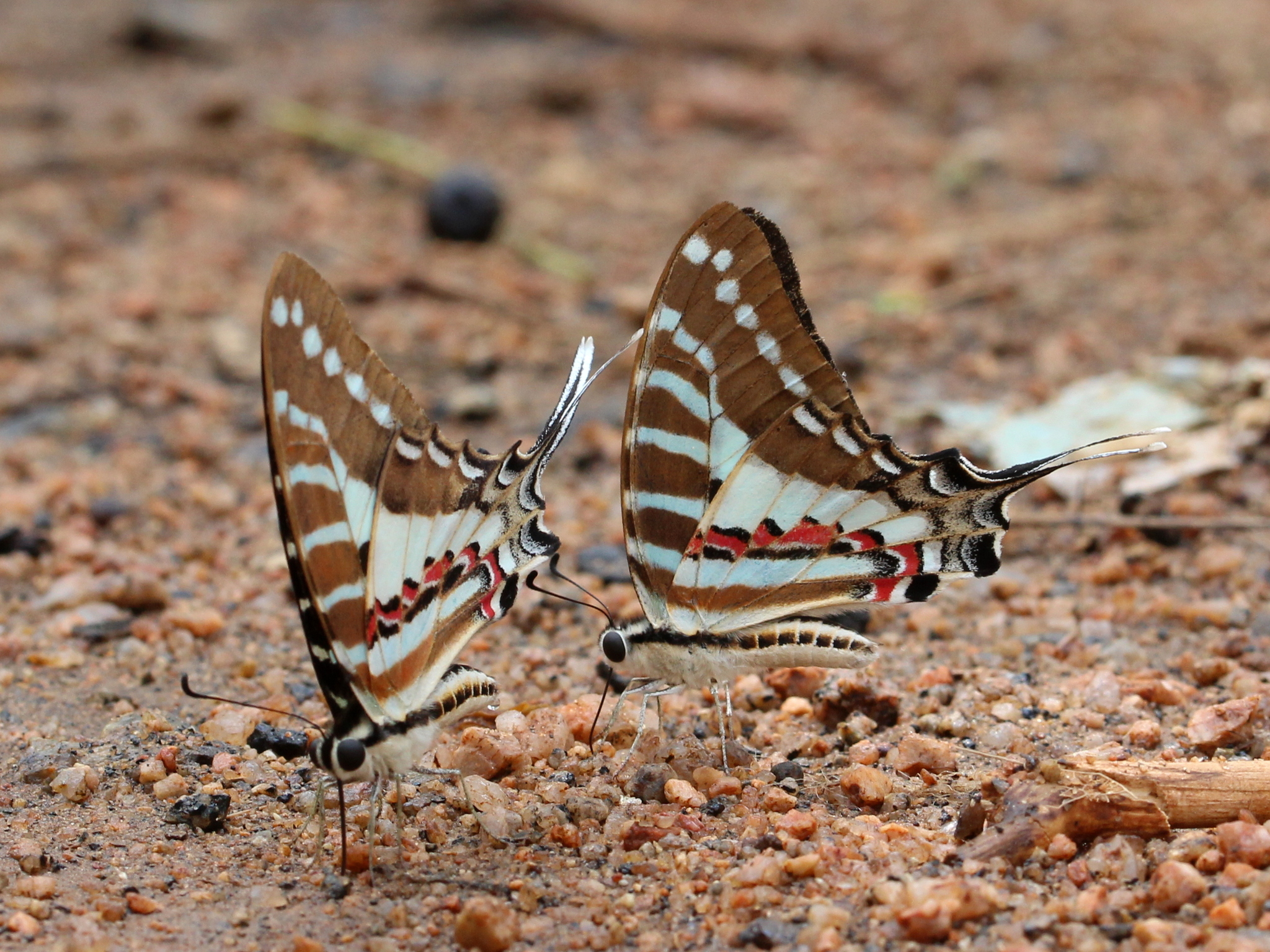 Spot Swordtail