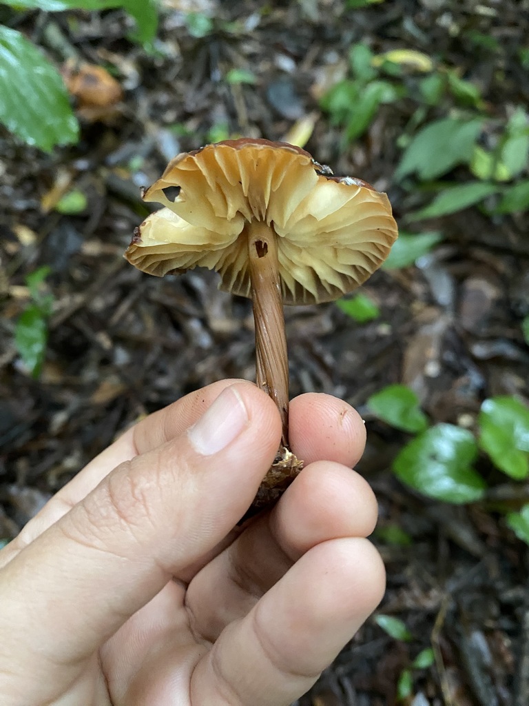 Marasmius magnus