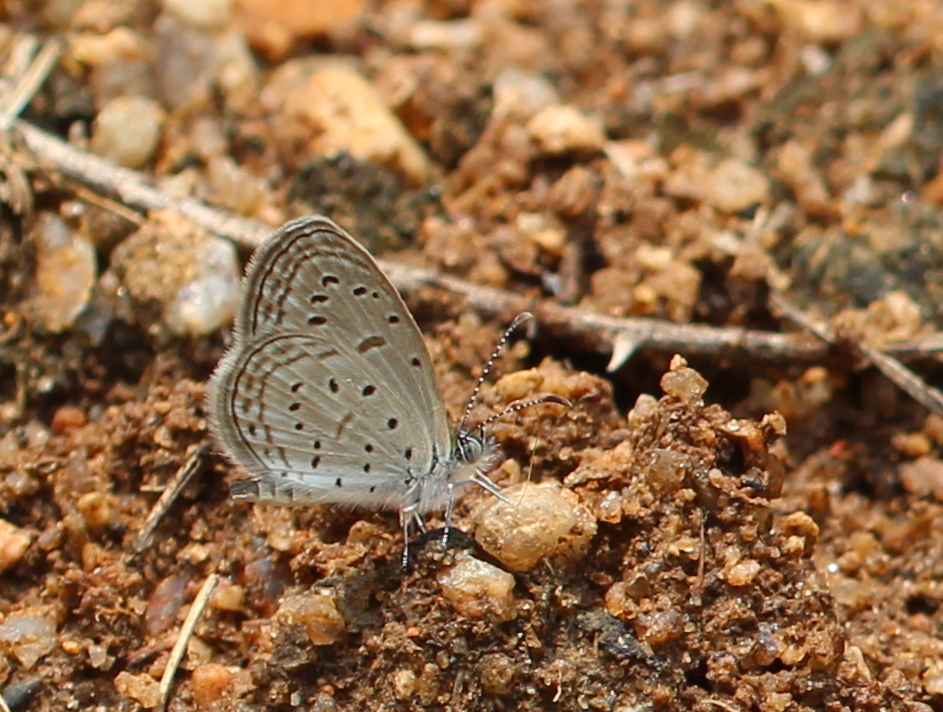 Tiny Grass Blue