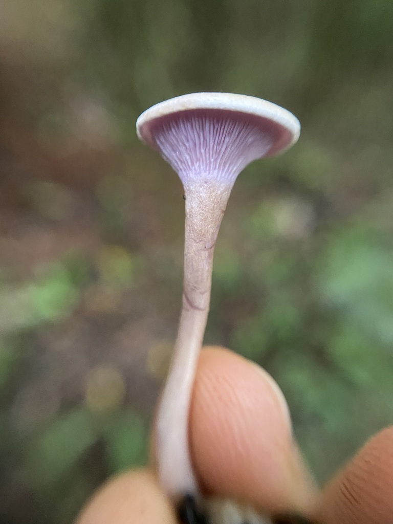 Trogia cantharelloides · May 2025 · photo: © tutitah (iNaturalist, cc0)