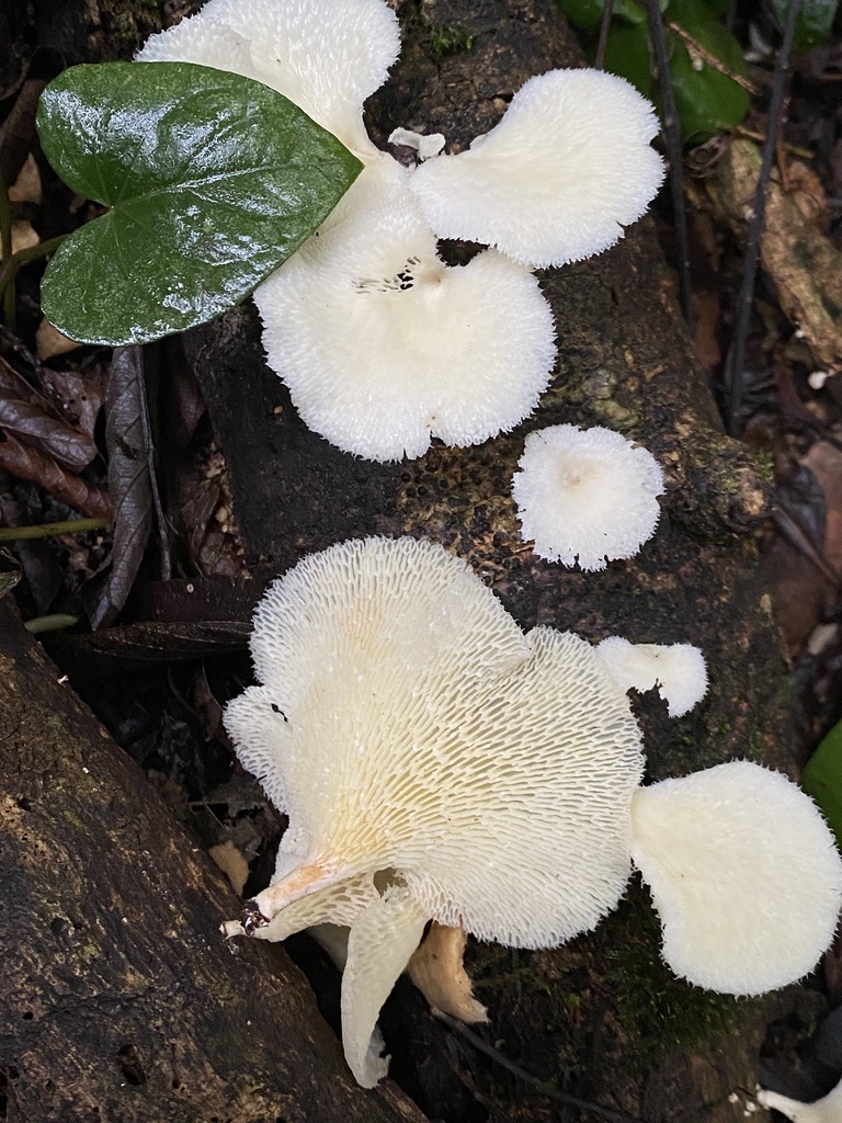Favolus brasiliensis · May 2025 · photo: © tutitah (iNaturalist, cc0)