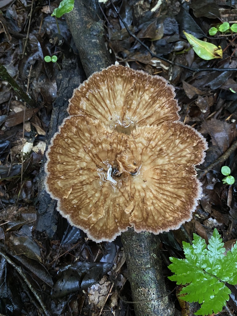 Cymatoderma caperatum · May 2025 · photo: © tutitah (iNaturalist, cc0)