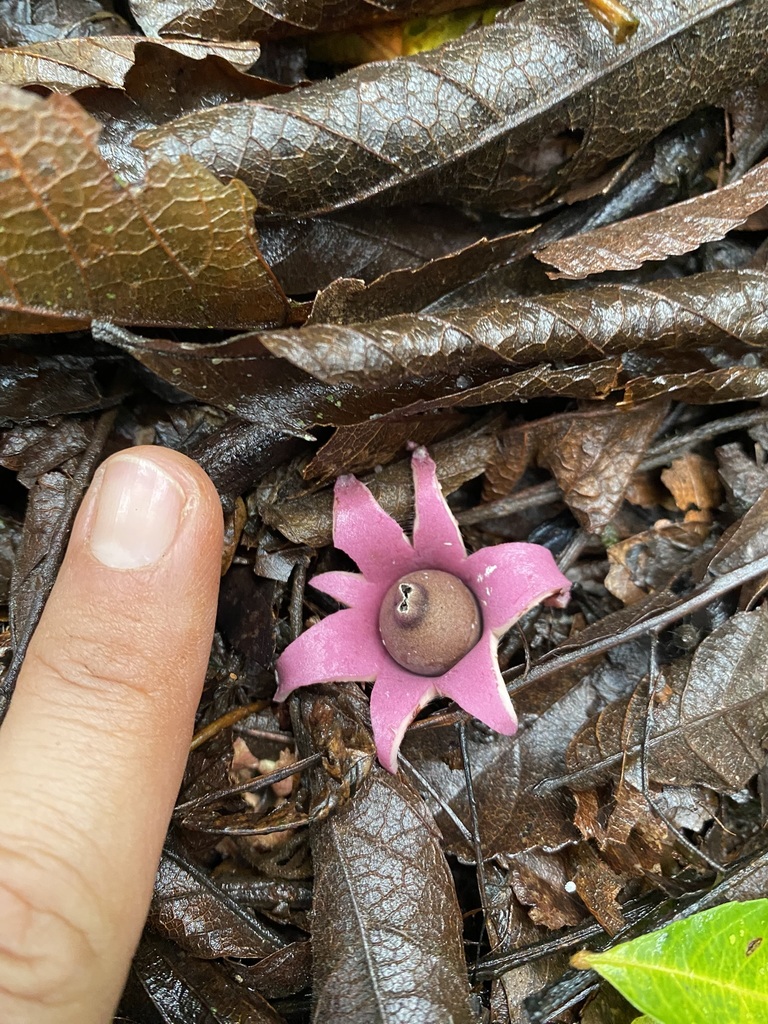 Geastrum violaceum · May 2025 · photo: © tutitah (iNaturalist, cc0)