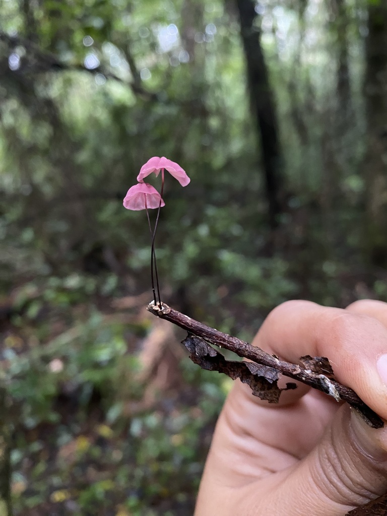 Marasmius haematocephalus · May 2025 · photo: © tutitah (iNaturalist, cc0)