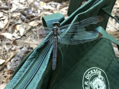 Libellula vibrans