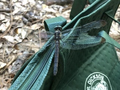 Libellula vibrans