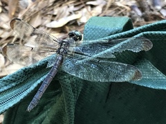 Libellula vibrans