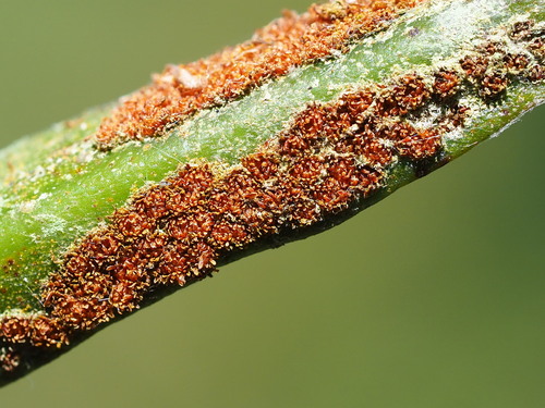 Image of Pyrrosia lanceolata by no rights reserved