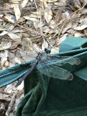 Libellula vibrans