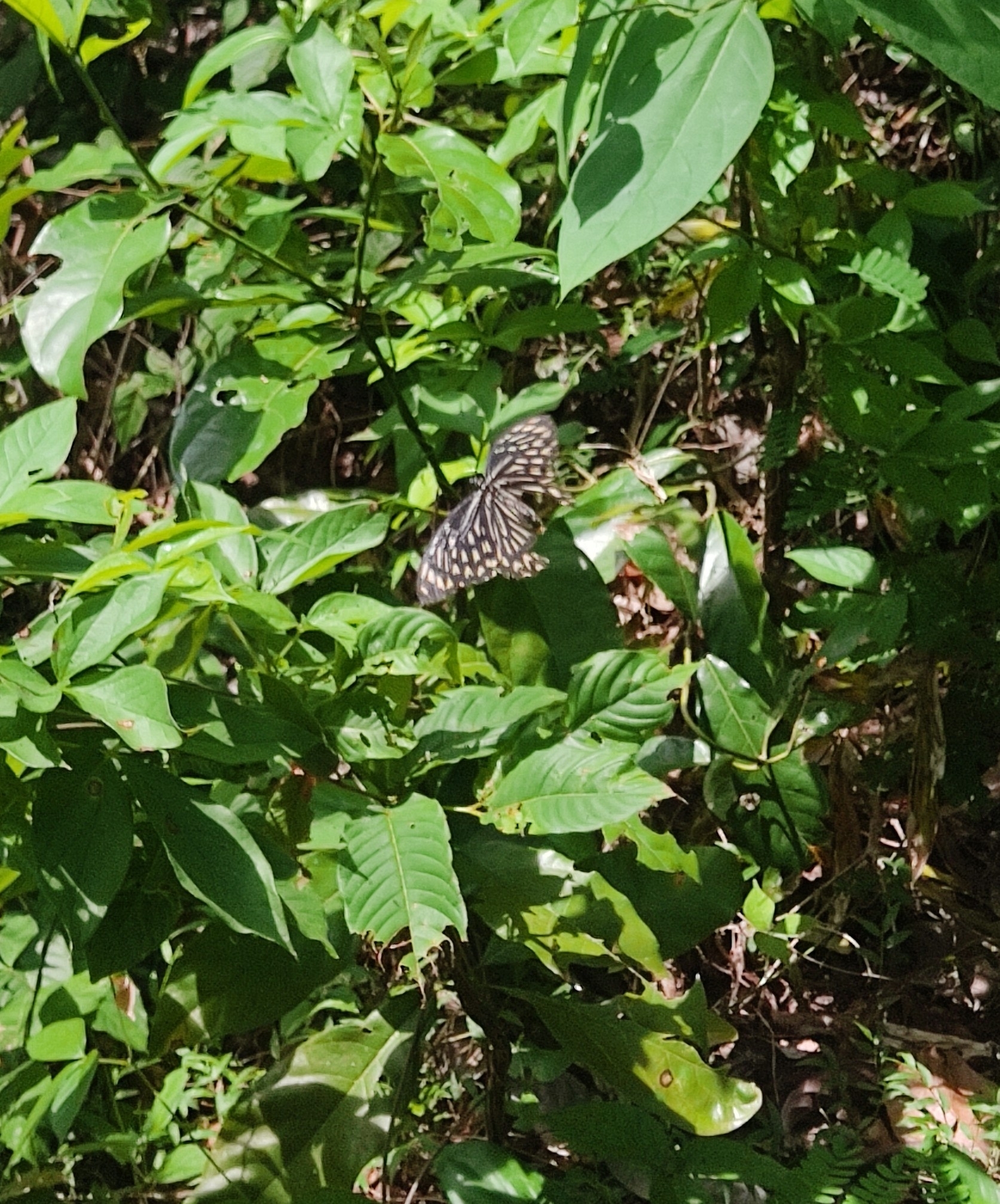 Common Mime