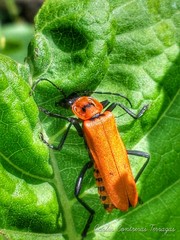 Chauliognathus togatus